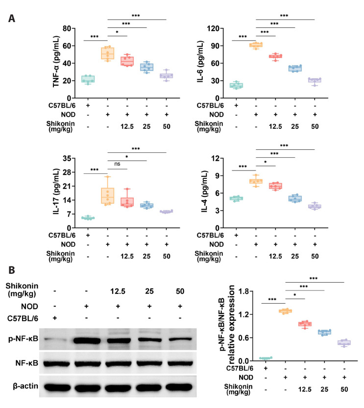 Shikonin ameliorates salivary gland damage and inflammation in a mouse model of Sjögren's syndrome by modulating MAPK signaling pathway.