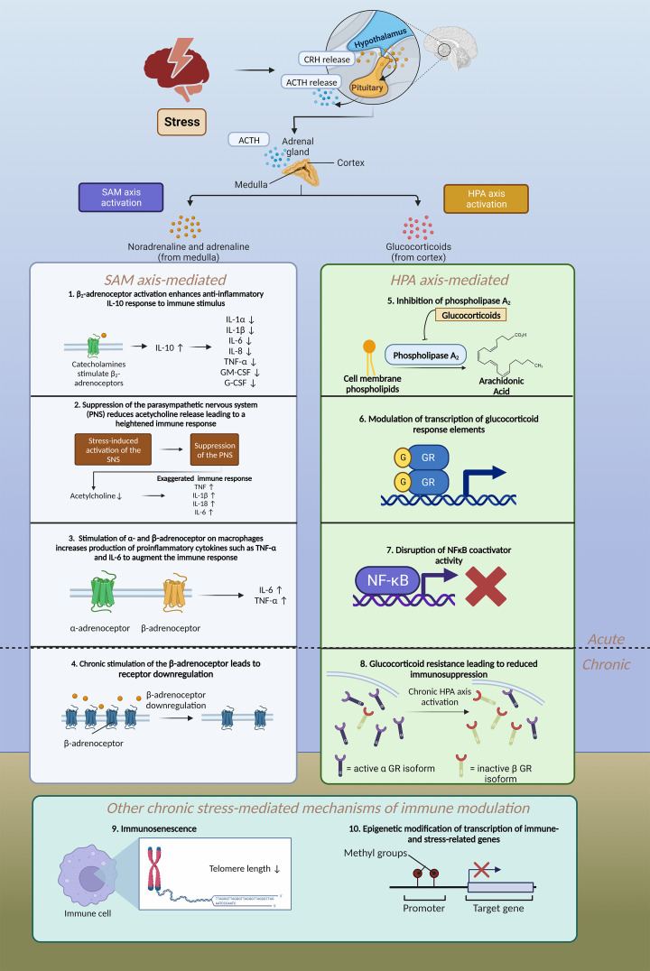 Inflammation in the pathogenesis of depression: a disorder of neuroimmune origin.