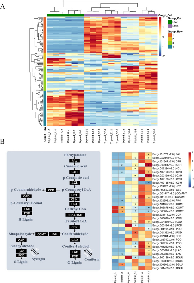 Integrated transcriptomic and metabolomic analysis reveals the effects of polyploidization on the lignin content and metabolic pathway in Eucalyptus.