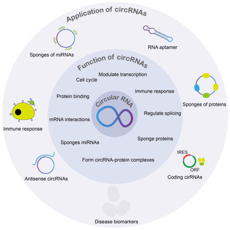 Functions of Circular RNA in Human Diseases and Illnesses.