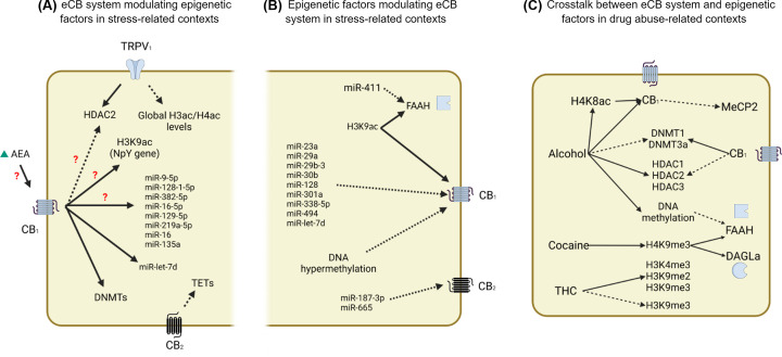 Endocannabinoid signaling and epigenetics modifications in the neurobiology of stress-related disorders.