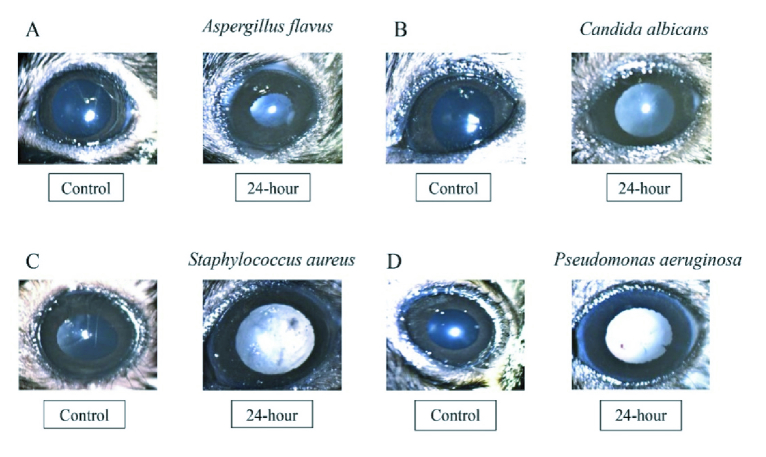 A Novel and Low-cost Approach for Intravitreal Injection in an Experimental Model of Endophthalmitis.