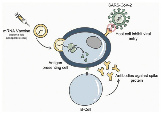 Management of coronavirus disease 2019 vaccine-induced cutaneous complications: A comprehensive literature review.