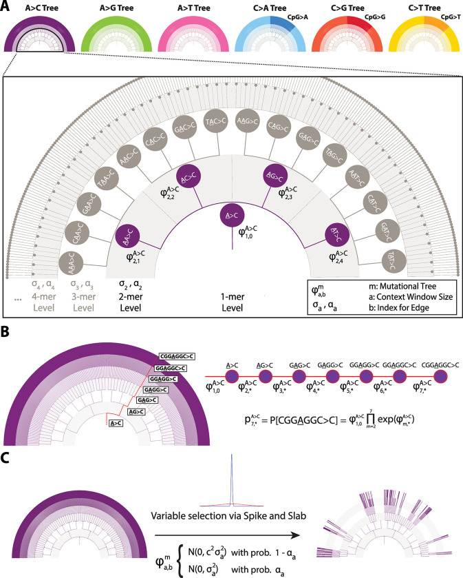 Regularized sequence-context mutational trees capture variation in mutation rates across the human genome.