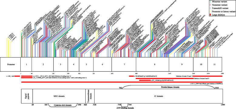 Genotype-phenotype correlation of BMPR1a disease causing variants in juvenile polyposis syndrome.