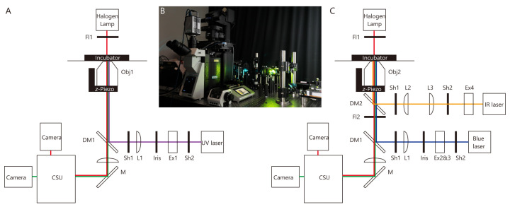 Biophysical Analysis of Mechanical Signals in Immotile Cilia of Mouse Embryonic Nodes Using Advanced Microscopic Techniques.