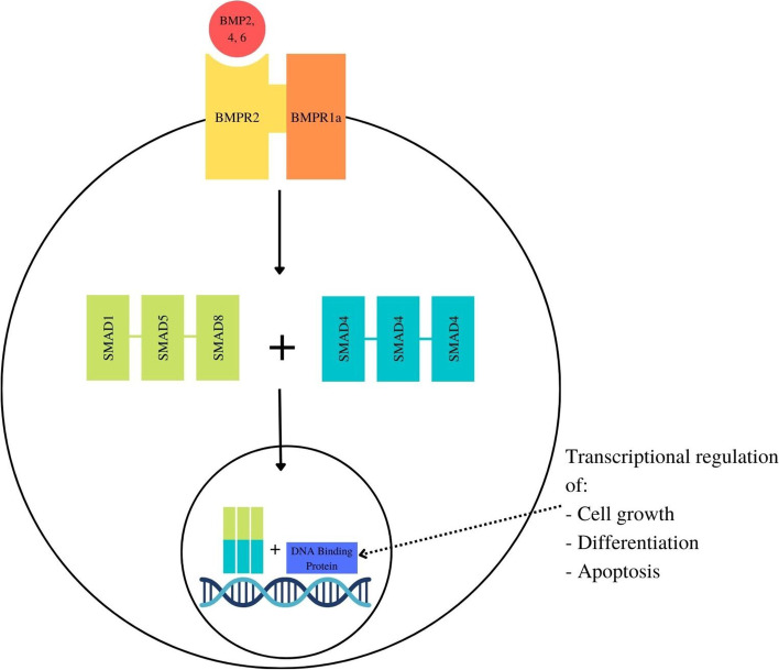 Genotype-phenotype correlation of BMPR1a disease causing variants in juvenile polyposis syndrome.