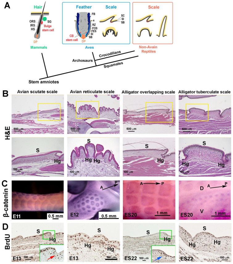 Molecular and Cellular Characterization of Avian Reticulate Scales Implies the Evo-Devo Novelty of Skin Appendages in Foot Sole.