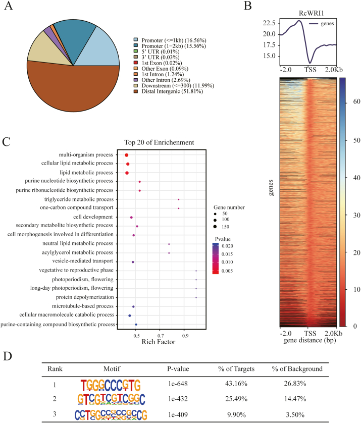 The molecular mechanism of WRINKLED1 transcription factor regulating oil accumulation in developing seeds of castor bean