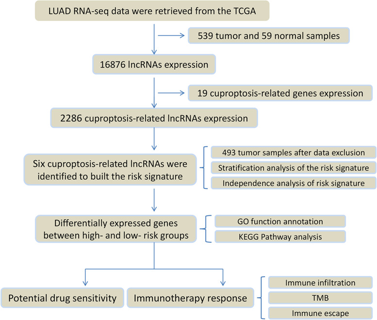 A cuproptosis-related lncRNA signature for predicting prognosis and immunotherapy response of lung adenocarcinoma.