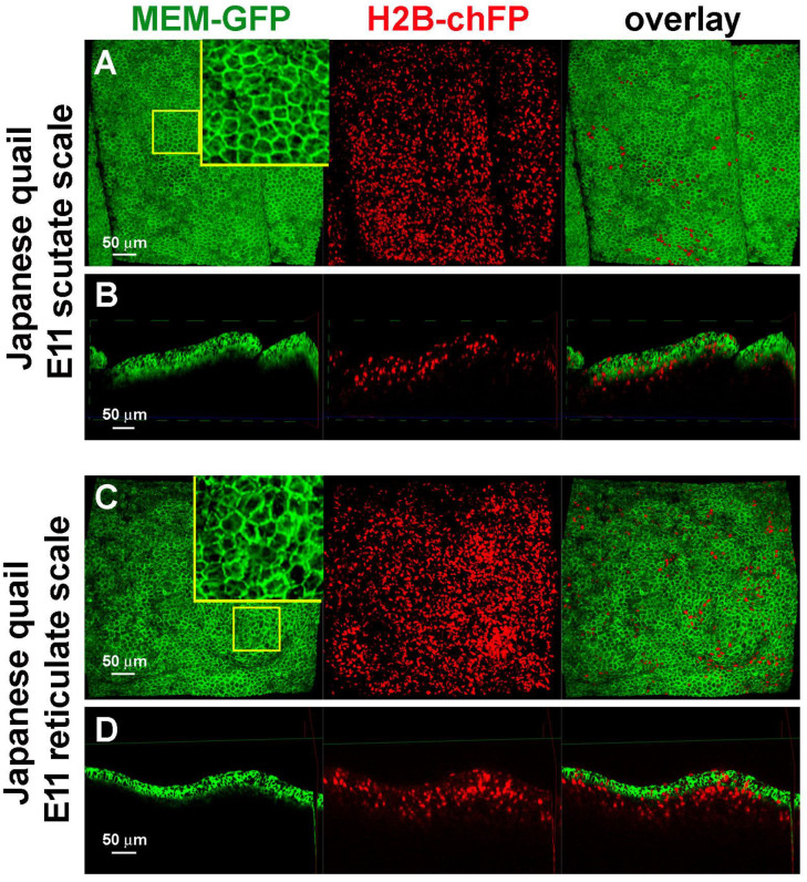 Molecular and Cellular Characterization of Avian Reticulate Scales Implies the Evo-Devo Novelty of Skin Appendages in Foot Sole.