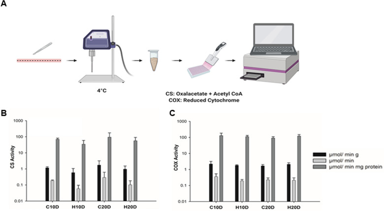 Hyperbaric oxygen treatment increases intestinal stem cell proliferation through the mTORC1/S6K1 signaling pathway in Mus musculus.