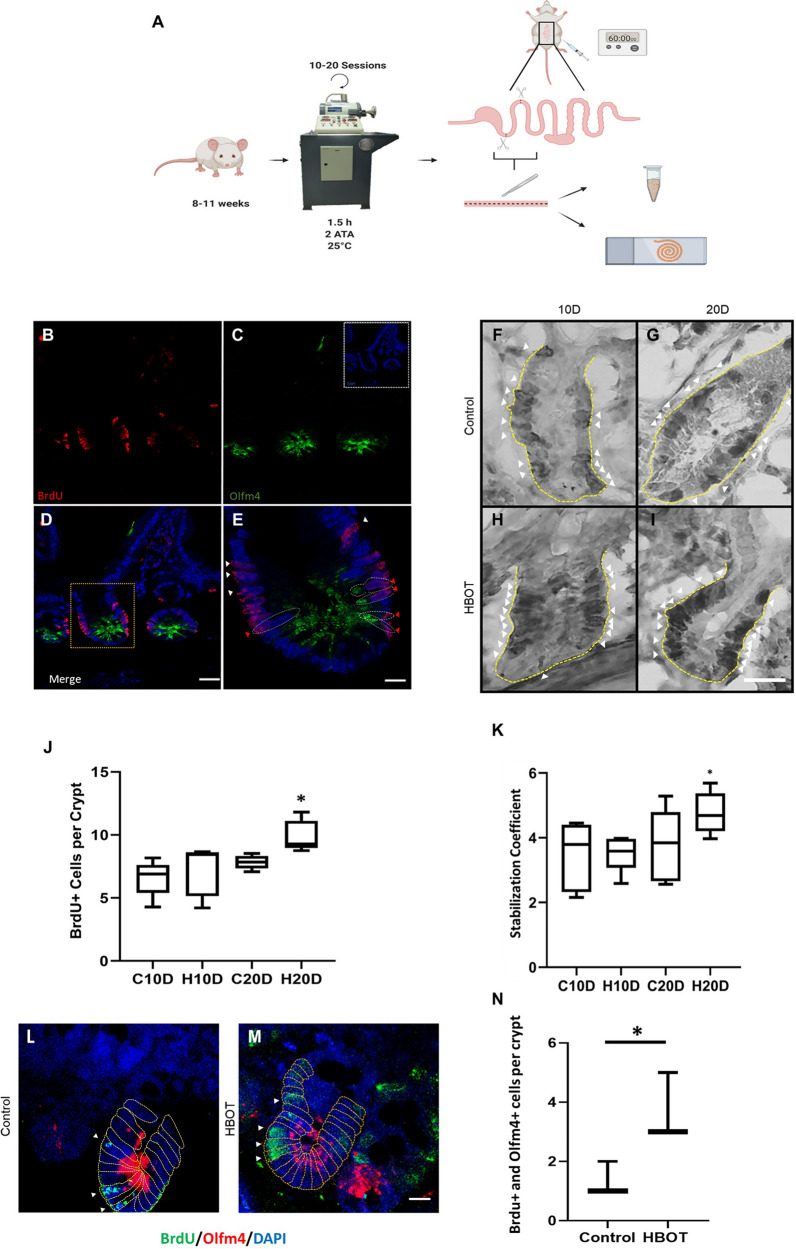 Hyperbaric oxygen treatment increases intestinal stem cell proliferation through the mTORC1/S6K1 signaling pathway in Mus musculus.