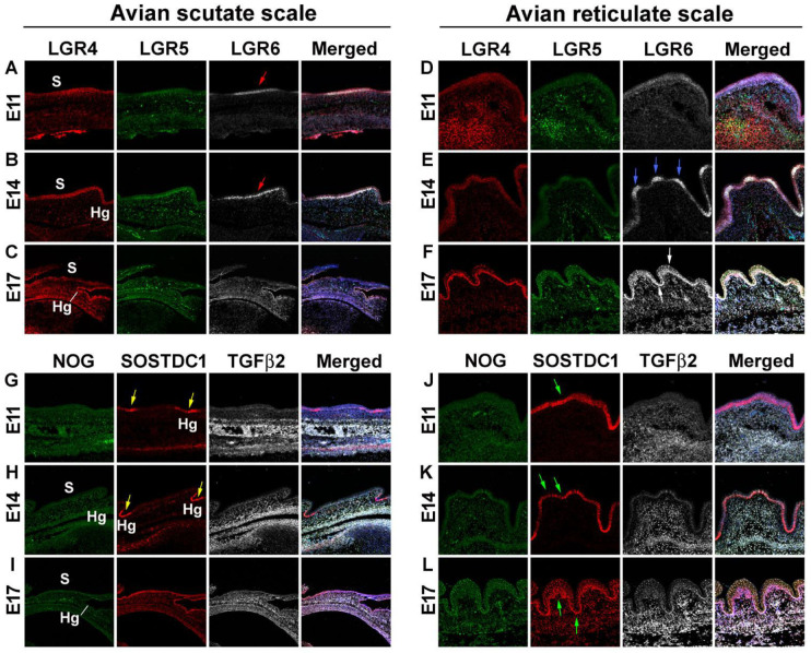 Molecular and Cellular Characterization of Avian Reticulate Scales Implies the Evo-Devo Novelty of Skin Appendages in Foot Sole.