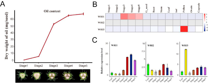 The molecular mechanism of WRINKLED1 transcription factor regulating oil accumulation in developing seeds of castor bean