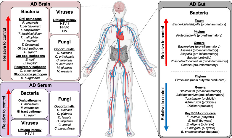 Clinical evidence of human pathogens implicated in Alzheimer's disease pathology and the therapeutic efficacy of antimicrobials: an overview.