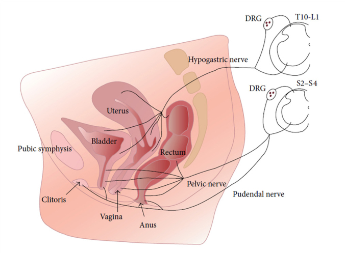 Therapeutic potential and mechanisms of sacral nerve stimulation for gastrointestinal diseases.