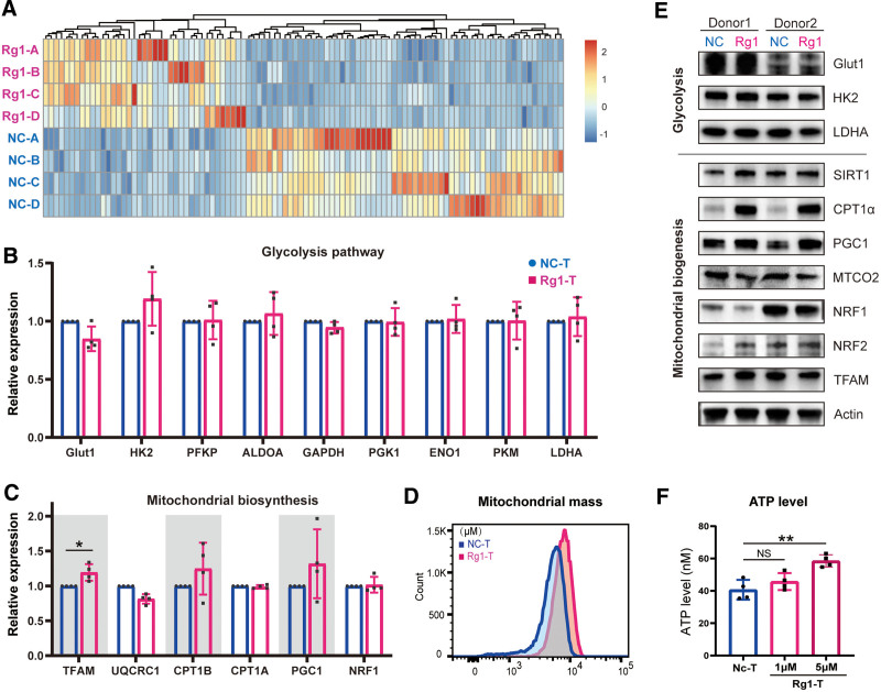 Ginsenoside Rg1 improves anti-tumor efficacy of adoptive cell therapy by enhancing T cell effector functions.