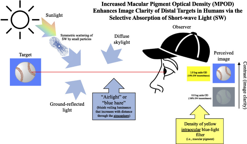 A Dietary Strategy for Optimizing the Visual Range of Athletes.