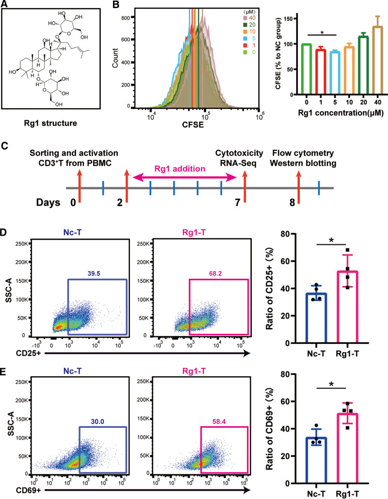 Ginsenoside Rg1 improves anti-tumor efficacy of adoptive cell therapy by enhancing T cell effector functions.