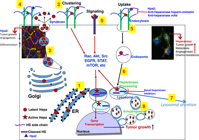 Heparanase-A single protein with multiple enzymatic and nonenzymatic functions.