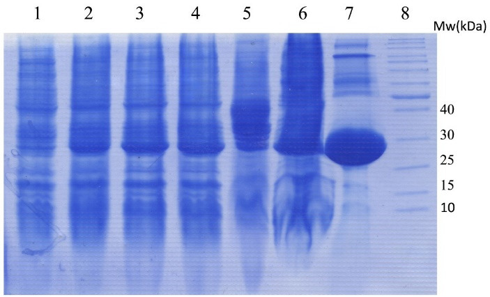 Expression, Purification and Characterization of Functional Teduglutide Using GST Fusion System in Prokaryotic Cells.