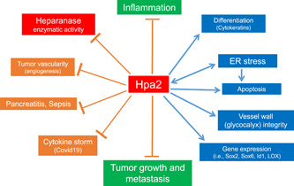 Heparanase-A single protein with multiple enzymatic and nonenzymatic functions.