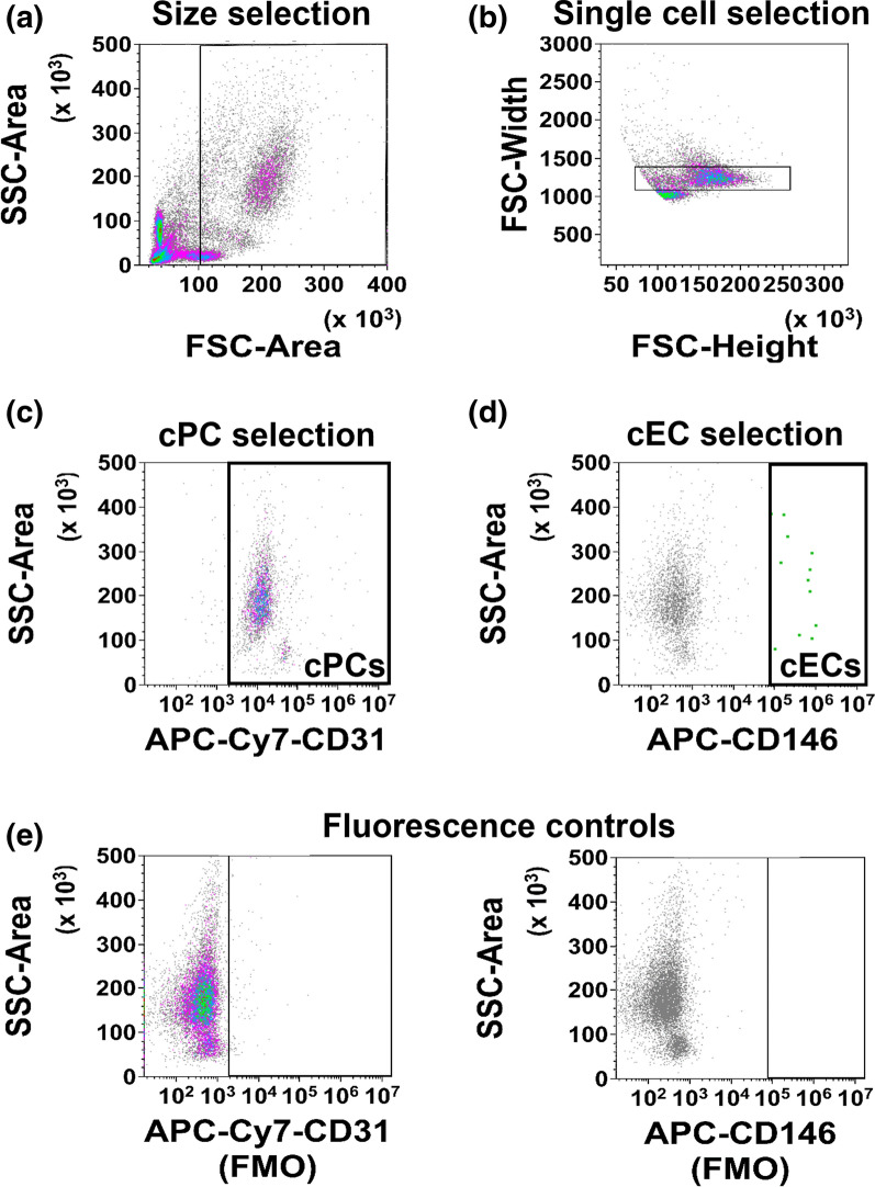 Toward Blood-Based Precision Medicine: Identifying Age-Sex-Specific Vascular Biomarker Quantities on Circulating Vascular Cells.