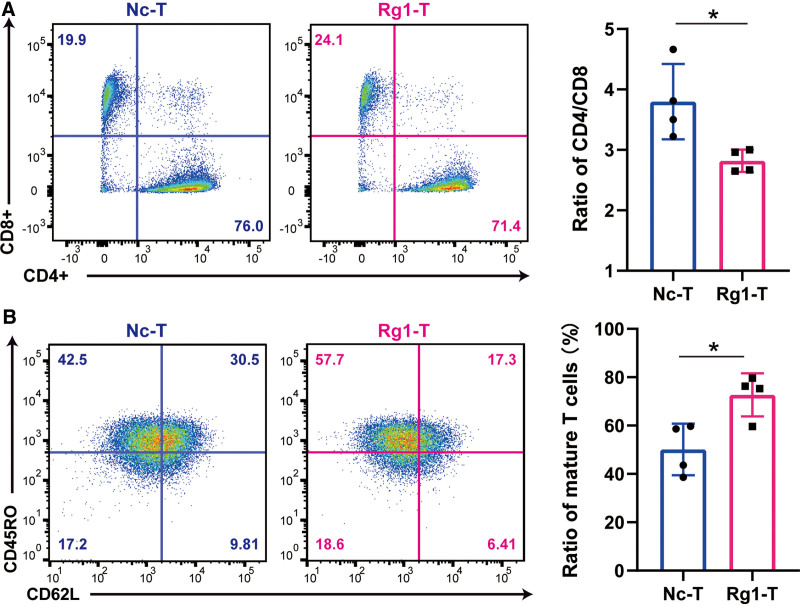 Ginsenoside Rg1 improves anti-tumor efficacy of adoptive cell therapy by enhancing T cell effector functions.