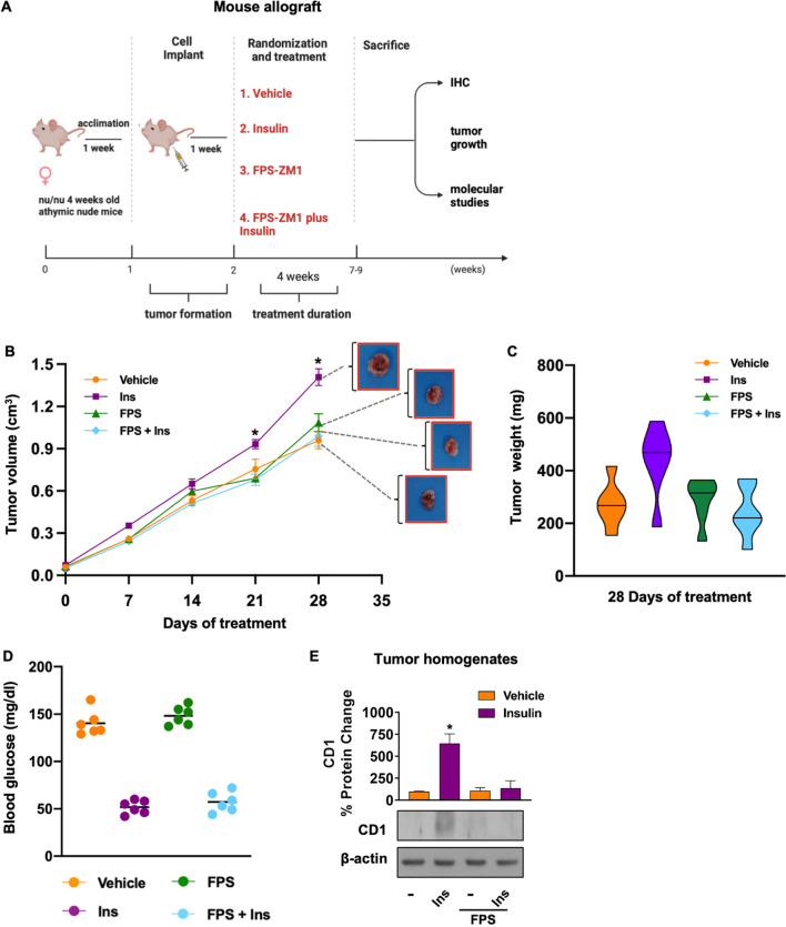 RAGE inhibition blunts insulin-induced oncogenic signals in breast cancer.