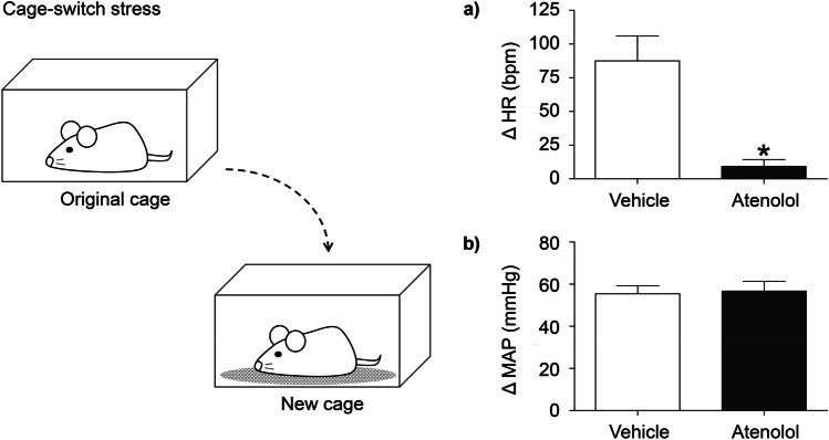 Neurogenic Background for Emotional Stress-Associated Hypertension.