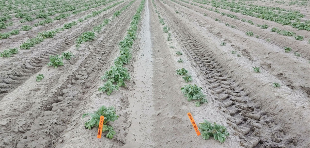 <i>Belonolaimus longicaudatus</i> management using metam potassium and fluensulfone in potato.