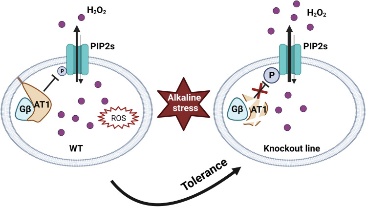 Knockout of a gene encoding a Gγ protein boosts alkaline tolerance in cereal crops