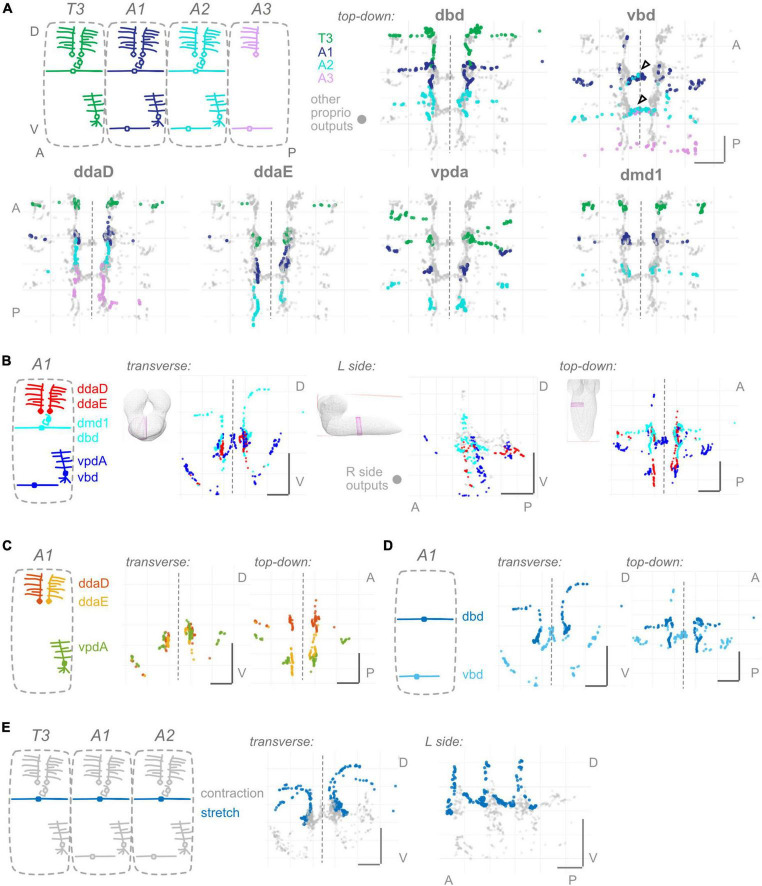 Distinctive features of the central synaptic organization of <i>Drosophila</i> larval proprioceptors.