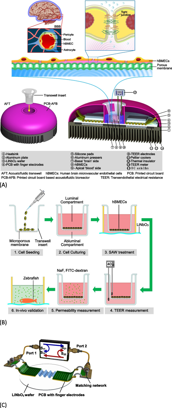 Open source board based acoustofluidic transwells for reversible disruption of the blood-brain barrier for therapeutic delivery.