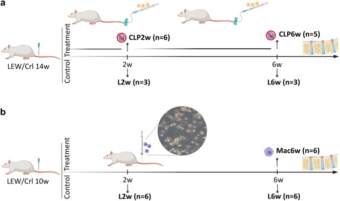 Macrophage-based therapy for intervertebral disc herniation: preclinical proof-of-concept.