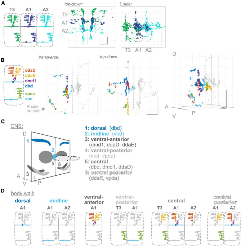 Distinctive features of the central synaptic organization of <i>Drosophila</i> larval proprioceptors.