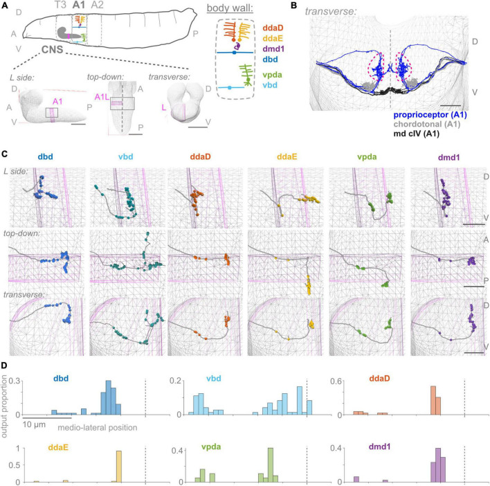 Distinctive features of the central synaptic organization of <i>Drosophila</i> larval proprioceptors.