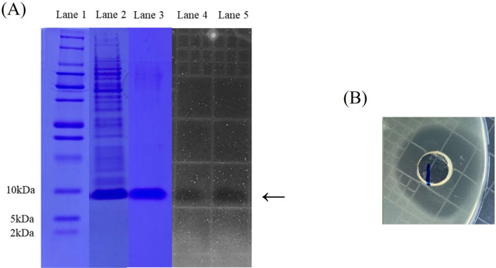 Characterization of Novel Amylase-Sensitive, Anti-Listerial Class IId Bacteriocin, Agilicin C7 Produced by <i>Ligilactobacillus agilis</i> C7.