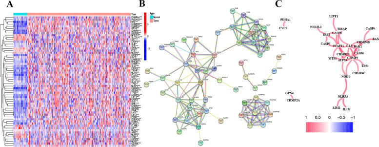 An 8-gene predicting survival model of hepatocellular carcinoma (HCC) related to pyroptosis and cuproptosis.