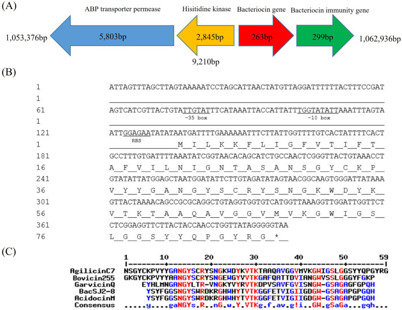 Characterization of Novel Amylase-Sensitive, Anti-Listerial Class IId Bacteriocin, Agilicin C7 Produced by <i>Ligilactobacillus agilis</i> C7.