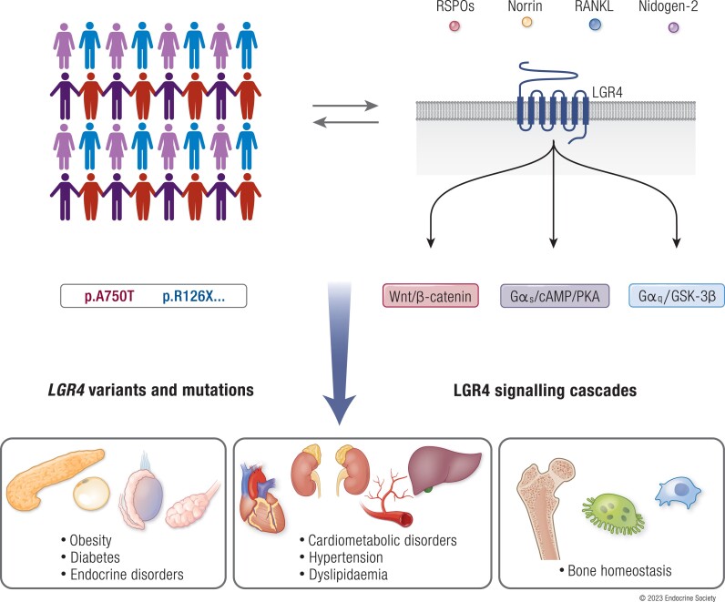 LGR4: A New Receptor Member in Endocrine and Metabolic Diseases.