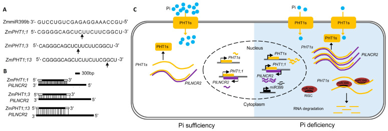 Phosphate Deficiency: A Tale from the End of PILNCR2.