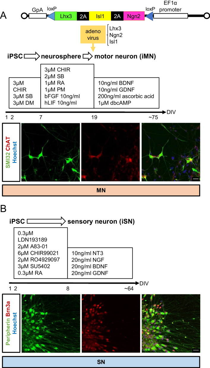 Specific vulnerability of iPSC-derived motor neurons with TDP-43 gene mutation to oxidative stress.