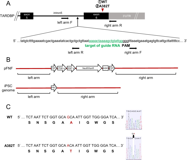 Specific vulnerability of iPSC-derived motor neurons with TDP-43 gene mutation to oxidative stress.