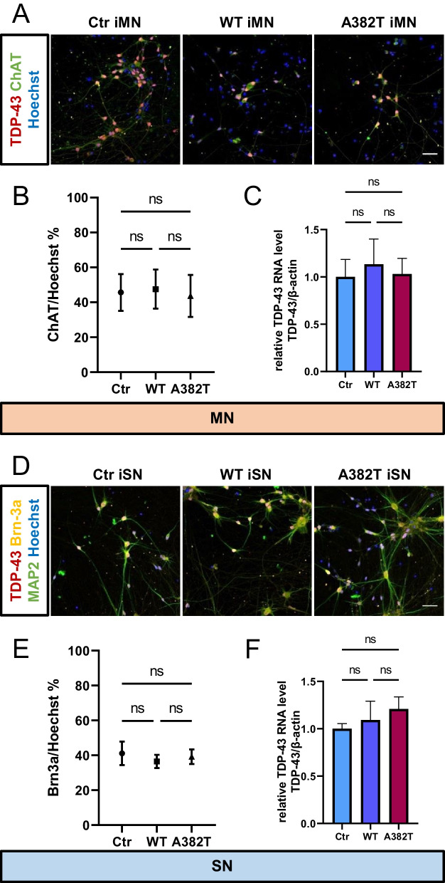 Specific vulnerability of iPSC-derived motor neurons with TDP-43 gene mutation to oxidative stress.