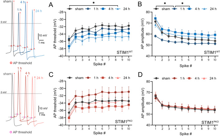 Dynamic alteration of intrinsic properties of the cerebellar Purkinje cell during the motor memory consolidation.