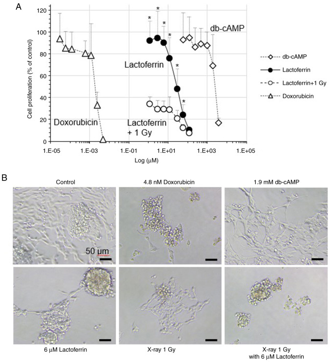 Lactoferrin inhibits the proliferation of IMR‑32 neuroblastoma cells even under X‑rays.