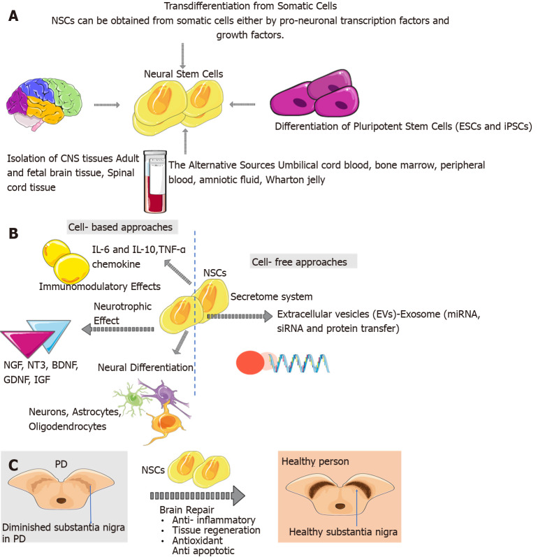 Neural stem cells for Parkinson's disease management: Challenges, nanobased support, and prospects.