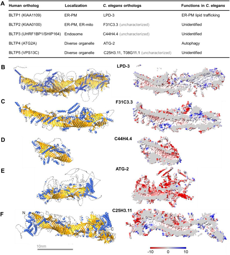 Bridge-Like Lipid Transfer Proteins (BLTPs) in <i>C. elegans</i>: From Genetics to Structures and Functions.